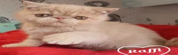 Exotic cats for sale: Chunky Gccf registered ( Lilac carrier boys - Advert 2