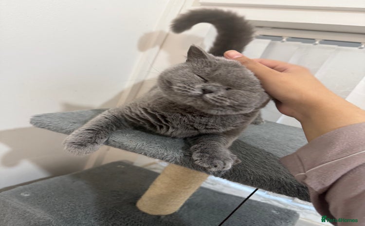British Shorthair cats - Advert 6