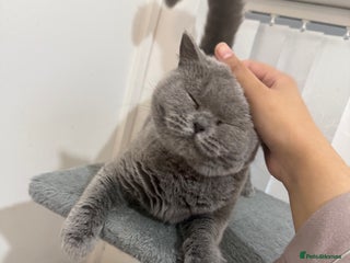 British Shorthair cats - Advert 29