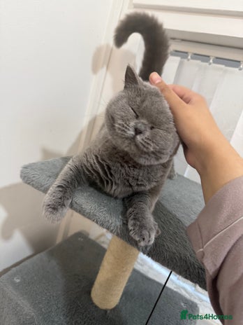 British Shorthair cats - Advert 6