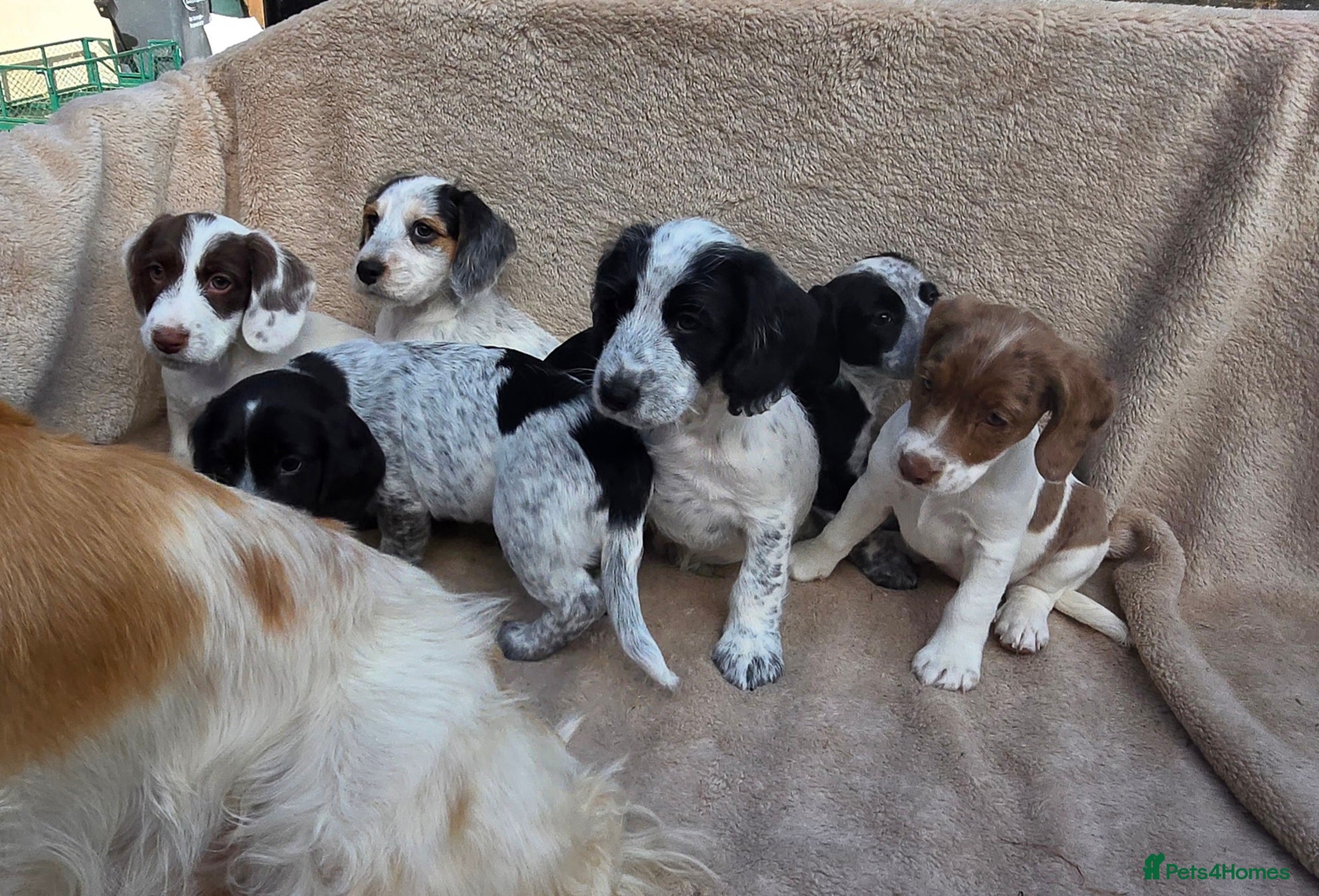 Cocker Spaniel dogs Beautiful litter of unusual colour Cocker spaniel  - Advert 2