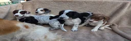 Cocker Spaniel dogs for sale: Beautiful litter of unusual colour Cocker spaniel  - Advert 28