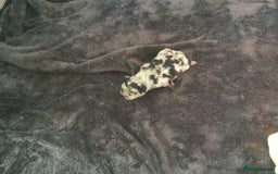 French Bulldog dogs for sale: French bulldog pups - Advert 6