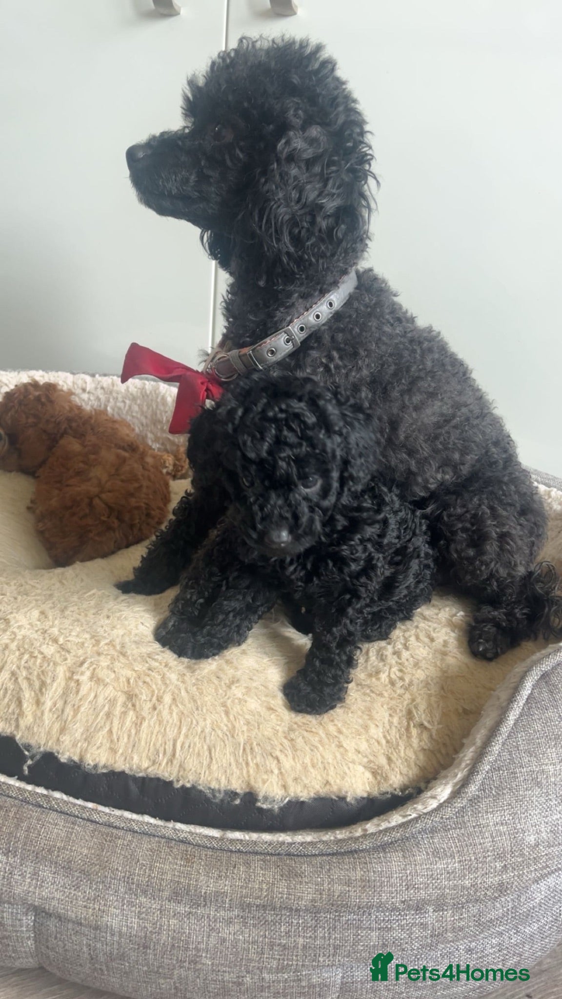 Toy Poodle dogs Toy poodle baby girl ready to leave next week - Advert 2