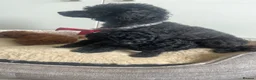 Toy Poodle dogs for sale: Toy poodle baby girl ready to leave next week - Advert 1
