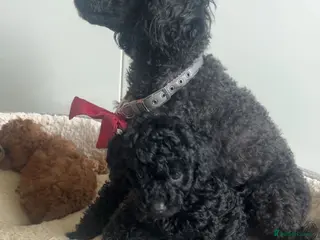 Toy Poodle dogs Toy poodle baby girl ready to leave next week - Advert 2