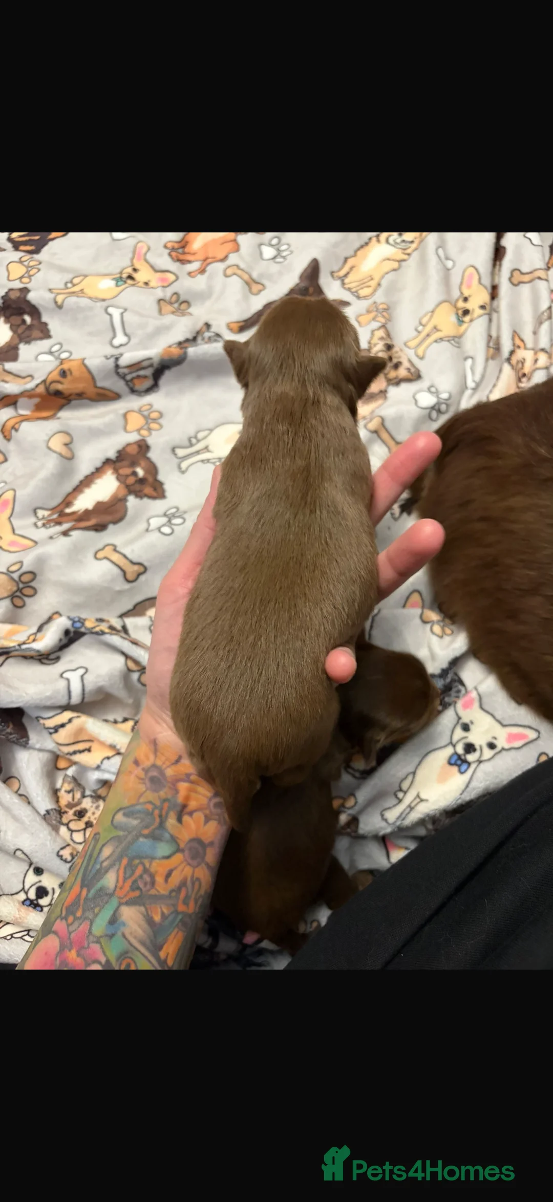 Chihuahua dogs for sale: One solid chocolate female chihuahua left!! ⭐️⭐️⭐️ - Advert 38