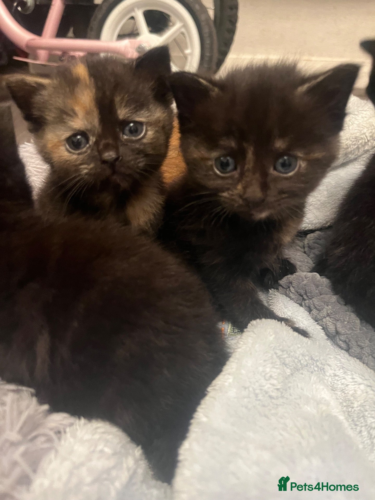 Domestic Shorthair cats 6 beautiful domestic shorthair kittens  - Advert 3
