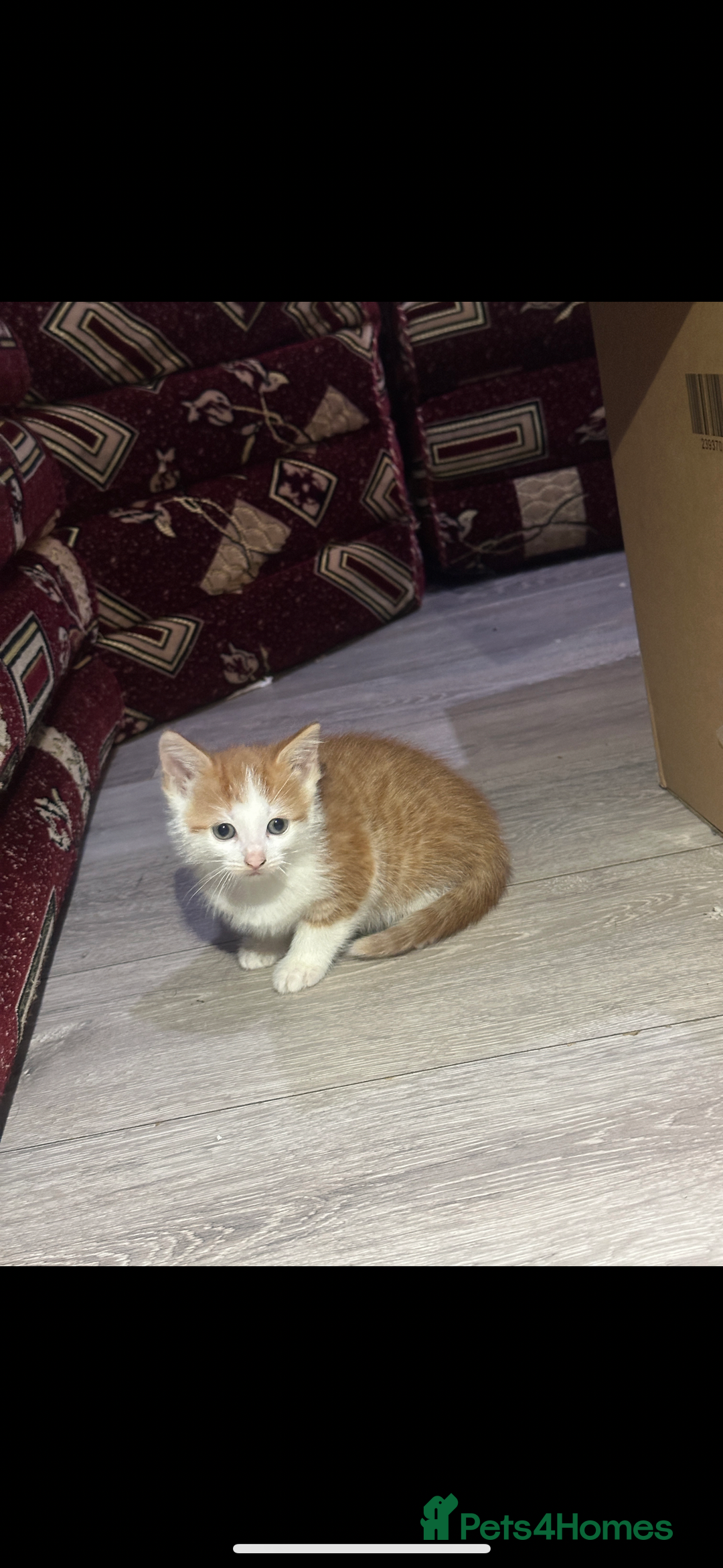 Mixed Breed cats for sale: Cute kittens ready to leave now!! - Advert 4