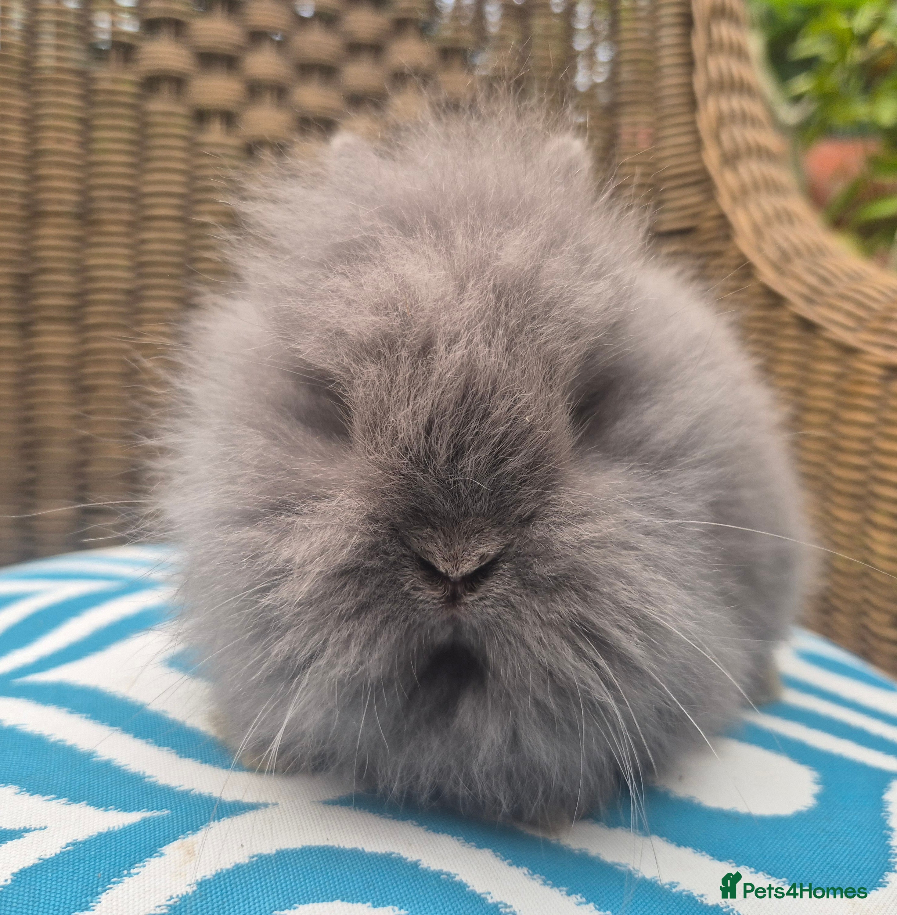 Angora rabbits 💙💗 Teddydwerg blue girl available 💙 - Advert 1