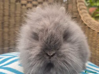 Angora rabbits 💙💗 Teddydwerg blue girl available 💙 - Advert 5