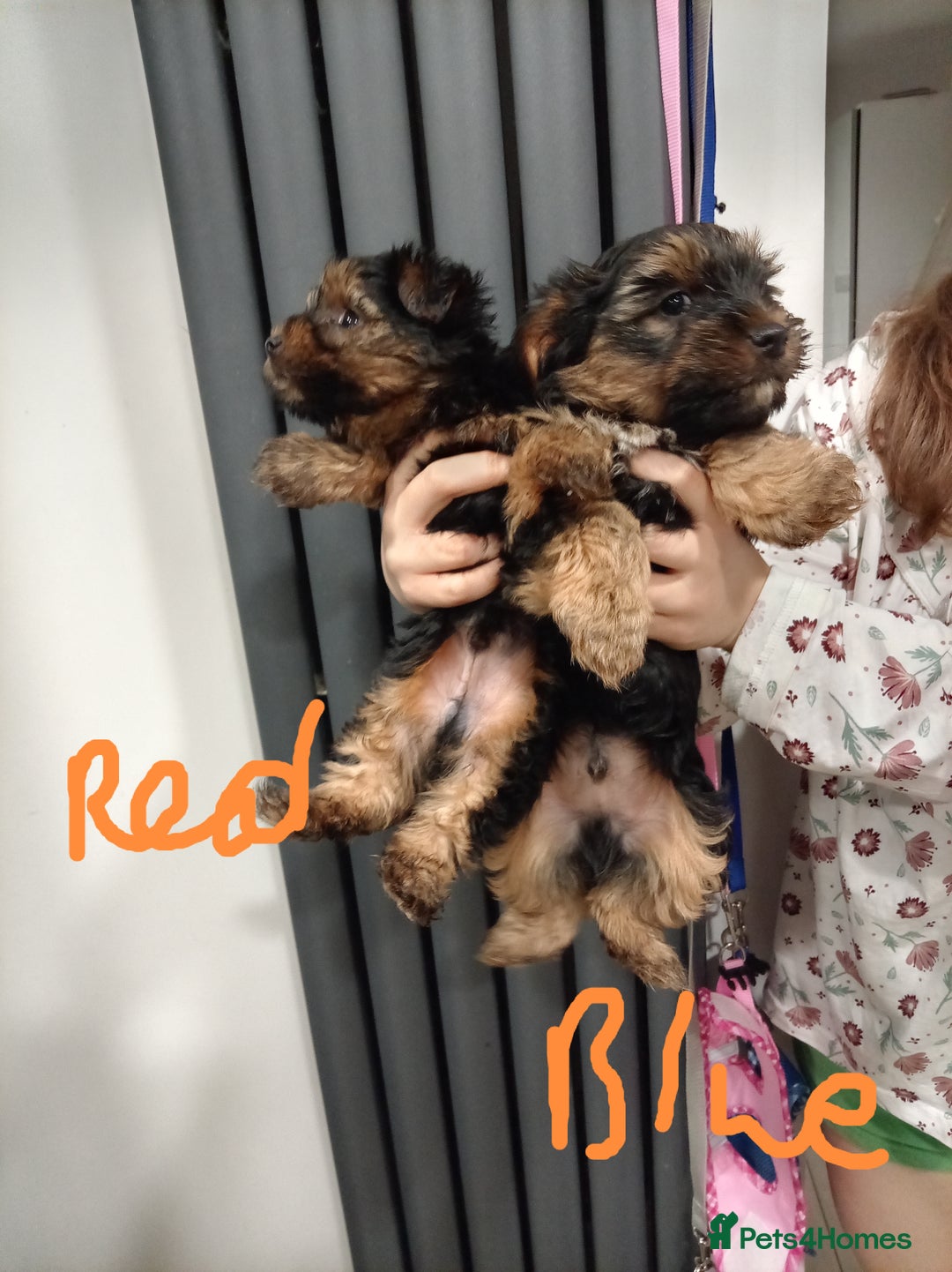 Chorkie dogs for sale: Two amazing Yorkie boys - Advert 10