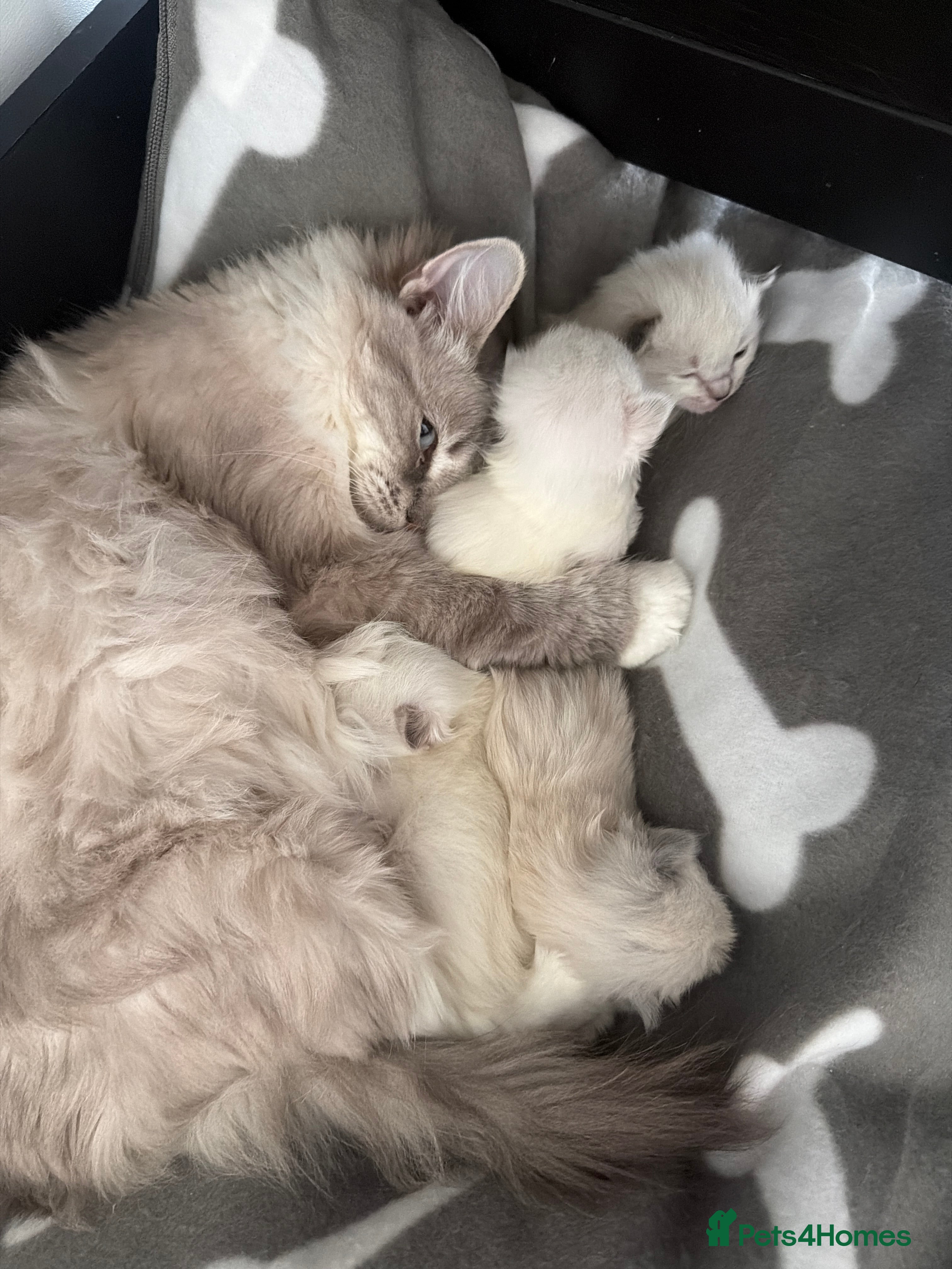 Ragdoll cats Pedigree Ragdoll Kittens - Advert 4