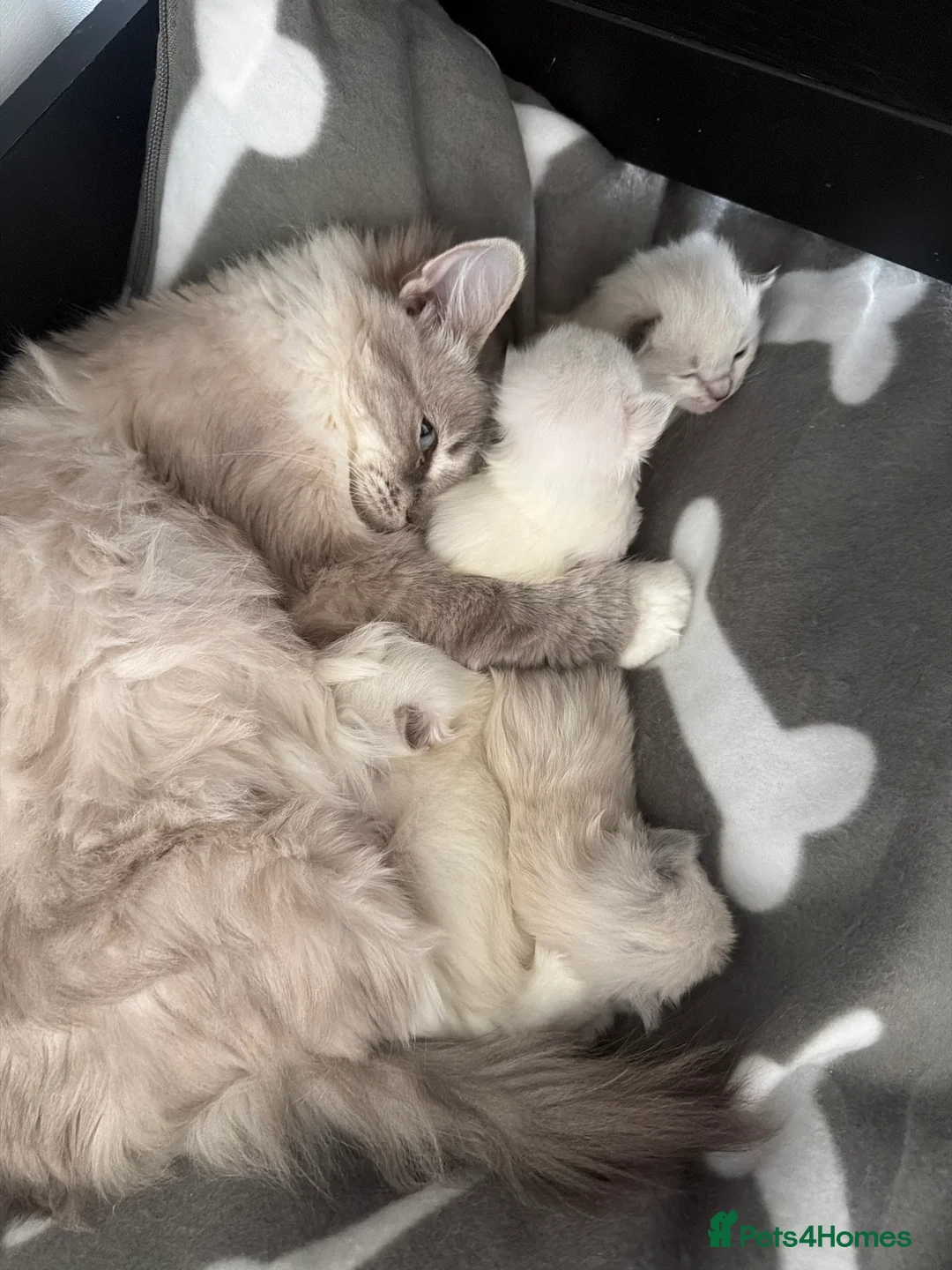 Ragdoll cats for sale: Pedigree Ragdoll Kittens - Advert 1