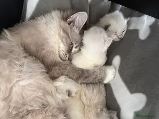 Ragdoll cats Pedigree Ragdoll Kittens - Advert 1