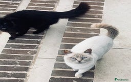 British Shorthair cats for sale: British shorthair X ragdoll  - Image 33