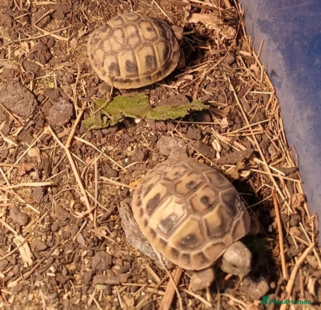 Tortoise reptiles for sale: HERMANNS TORTOISE BABIES HATCHED UK JULY 2025 - Image 3