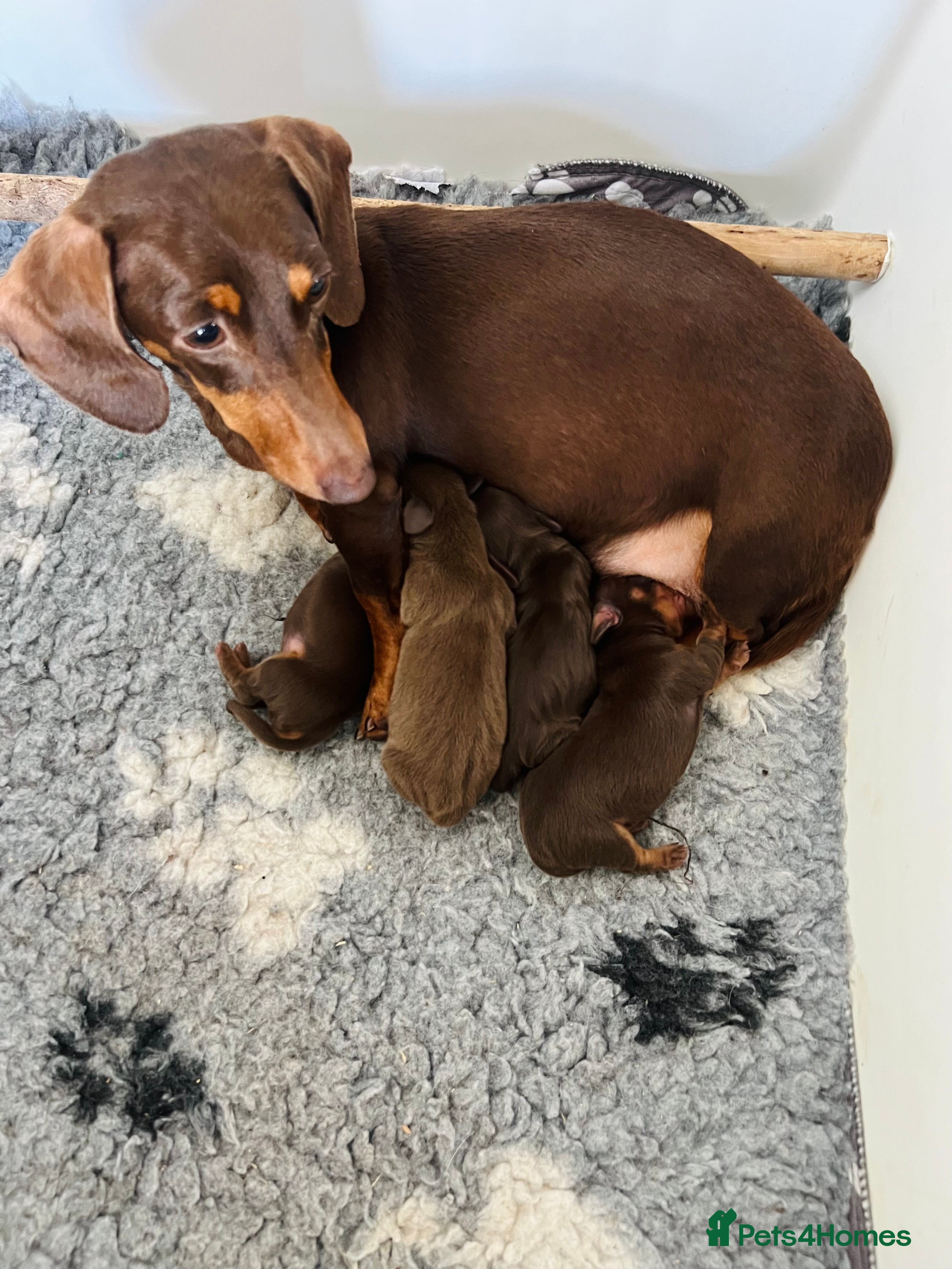 Miniature Dachshund dogs Miniature dachshund puppies - Advert 5