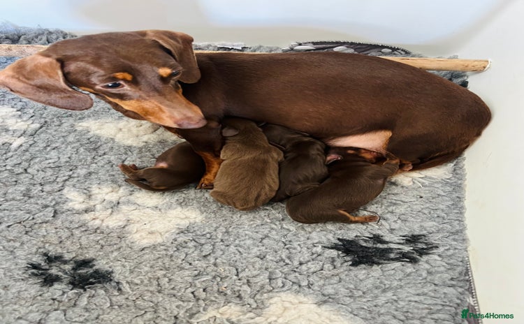 Miniature Dachshund dogs Miniature dachshund puppies - Advert 3