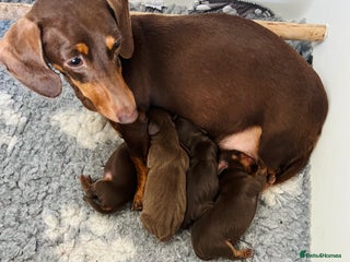 Miniature Dachshund dogs Miniature dachshund puppies - Advert 1