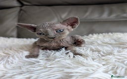 Sphynx cats for sale: Sphynx kittens - Image 20