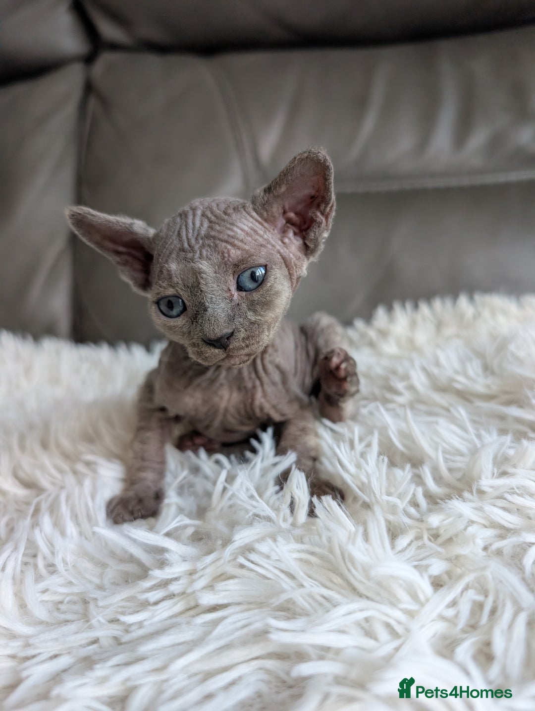 Sphynx cats for sale: Sphynx kittens - Image 20