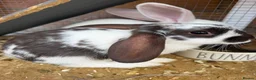 Dwarf Lop rabbits for sale: Bunnies for sale  in Oxford - Advert 3