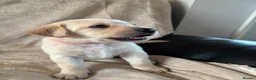 Labrador Retriever dogs for sale: Kc registered labrador puppies - Advert 4