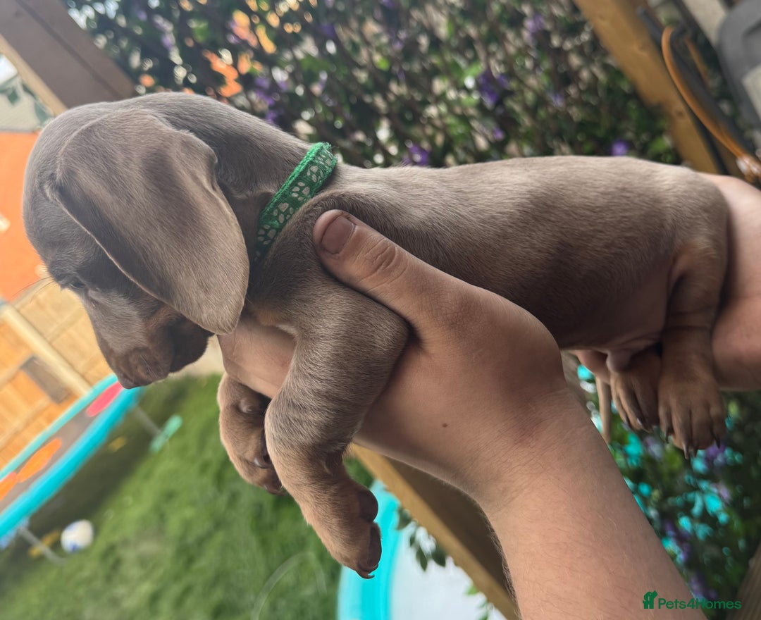 Miniature Dachshund dogs for sale: stunning KC miniature dachshunds  - Image 16