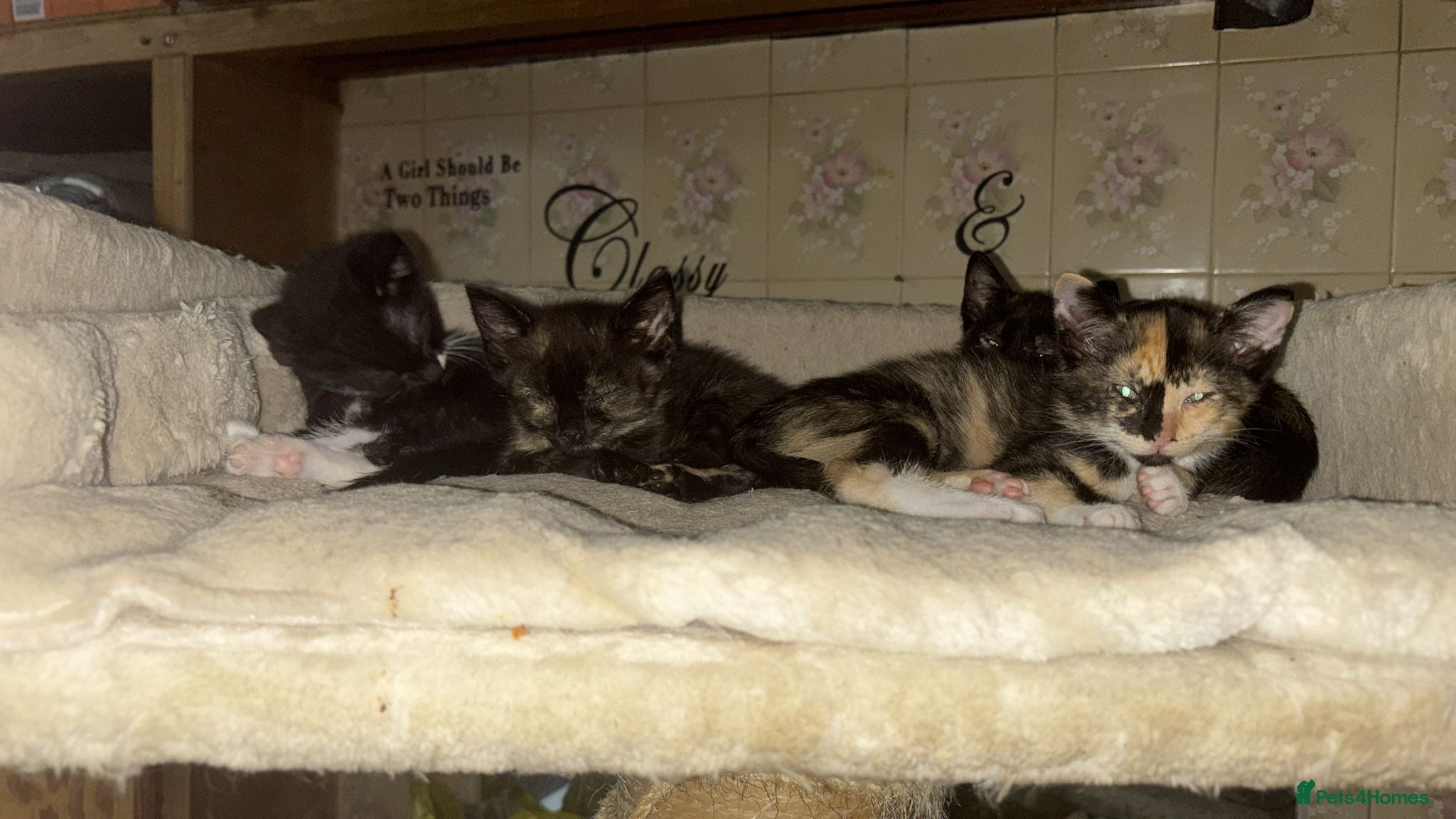 Oriental cats Tortie oriental females and one male £350 - Advert 1
