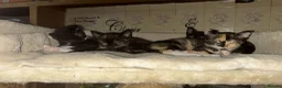Oriental cats for sale: Tortie oriental females and one male £350 - Advert 1