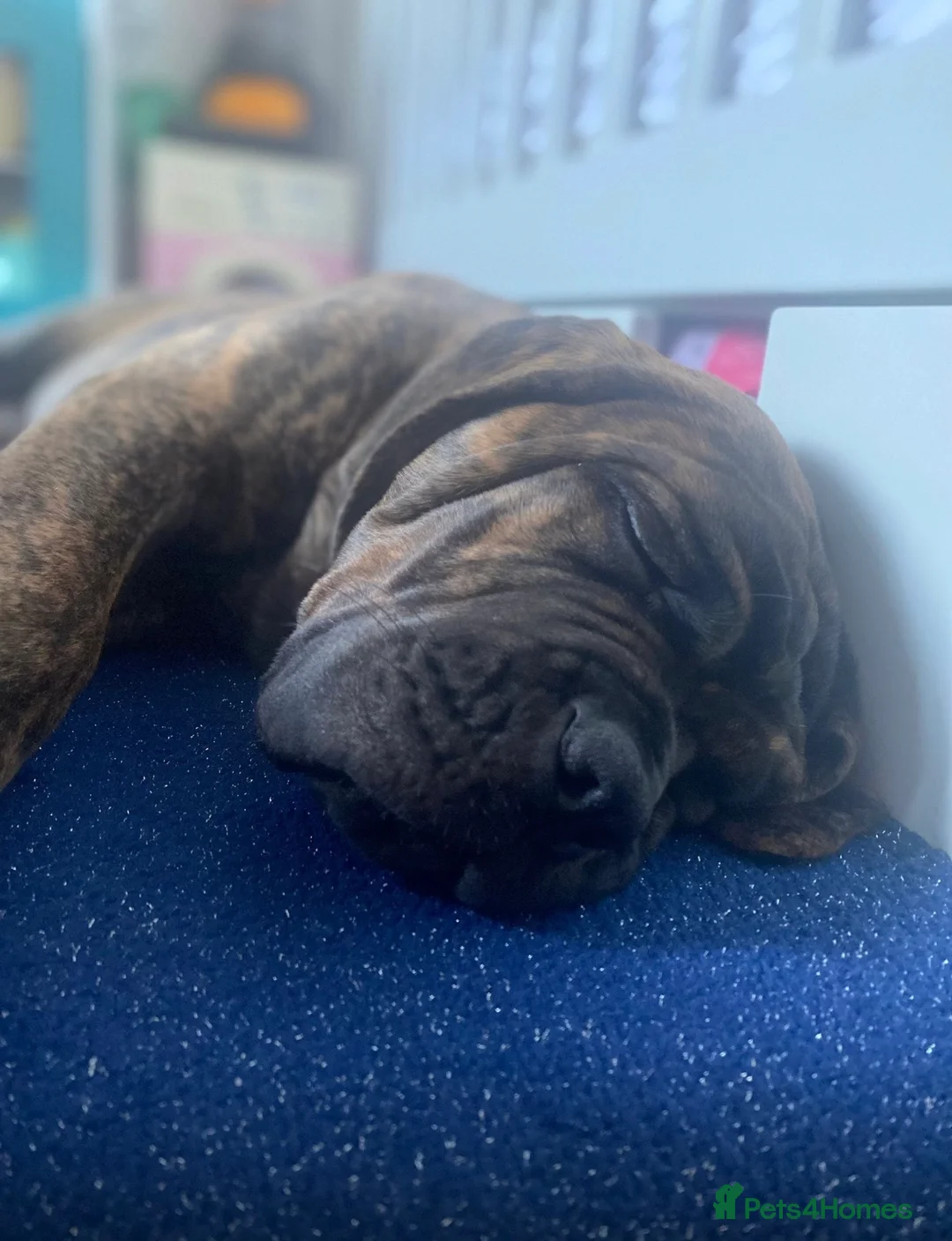 Mixed Breed dogs for sale: Beautiful girl Willow in West Wickham - Advert 2