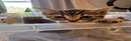Bengal cats for sale: One boy and three girls  - Advert 31