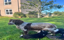 Mixed Breed dogs for sale: ⚫️ Well-natured, healthy Sprollies ⚪️ - Image 17