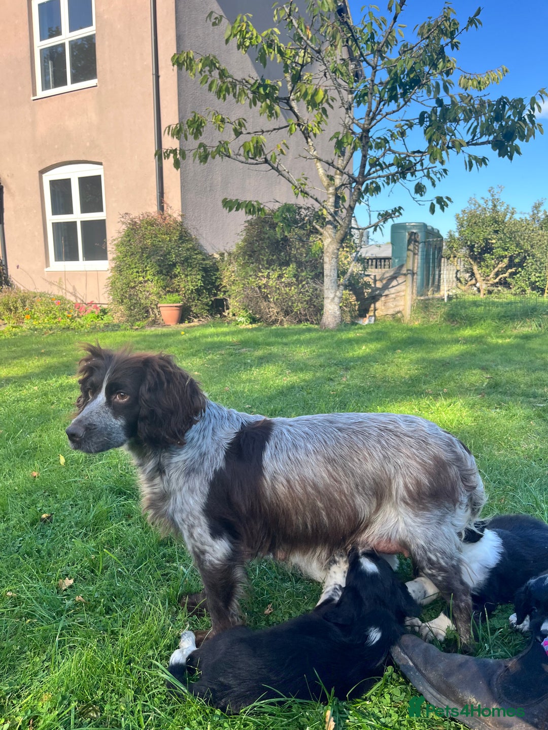 Mixed Breed dogs for sale: ⚫️ Well-natured, healthy Sprollies ⚪️ - Image 17