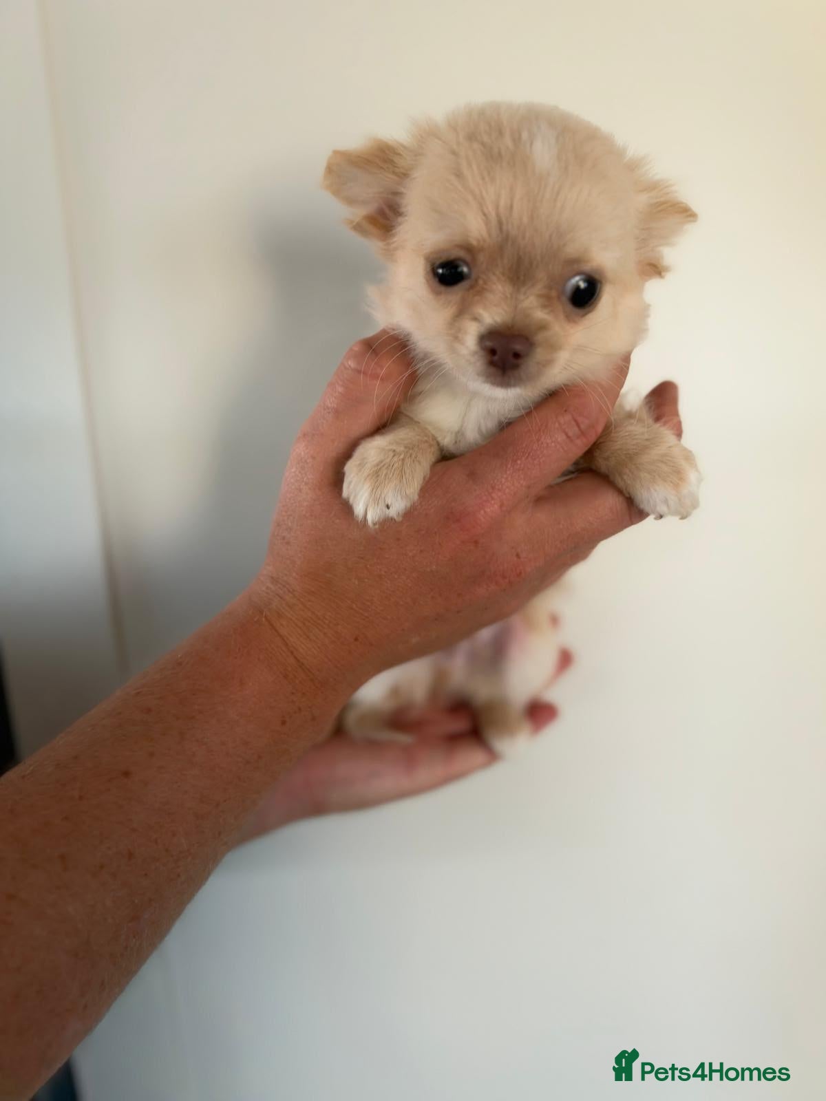 Chihuahua dogs Kc registered Chihuahua puppies - Advert 17