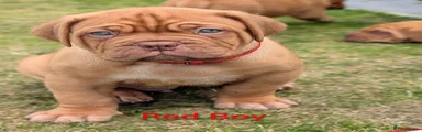 Dogue De Bordeaux 1