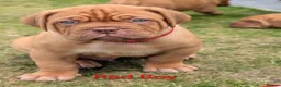 Dogue De Bordeaux dogs for sale: 5 girls 1 boy  - Advert 7