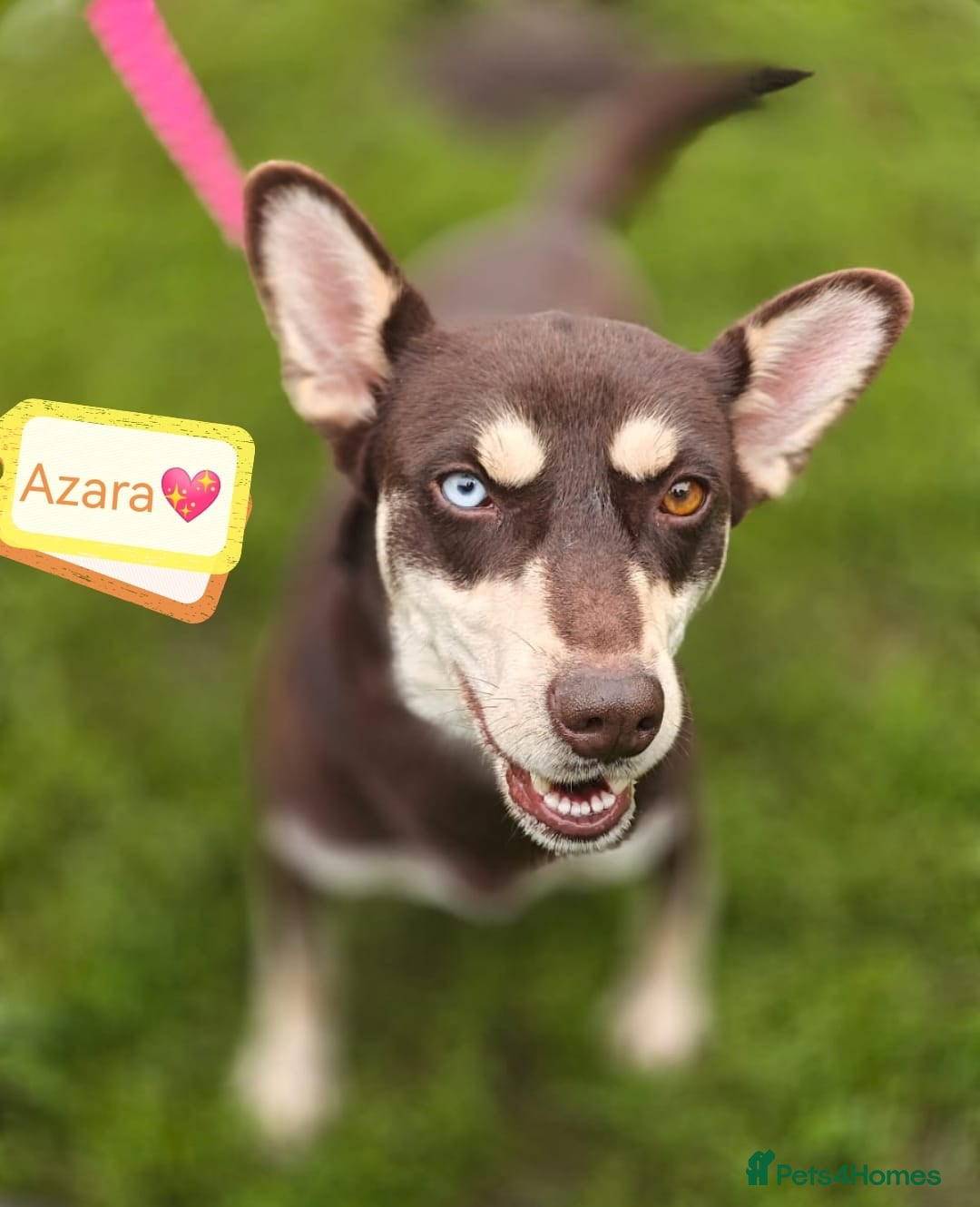 Mixed Breed dogs for adoption: ❤️Azara❤️: 3-year-old small-to-low-medium girl  - Advert 12