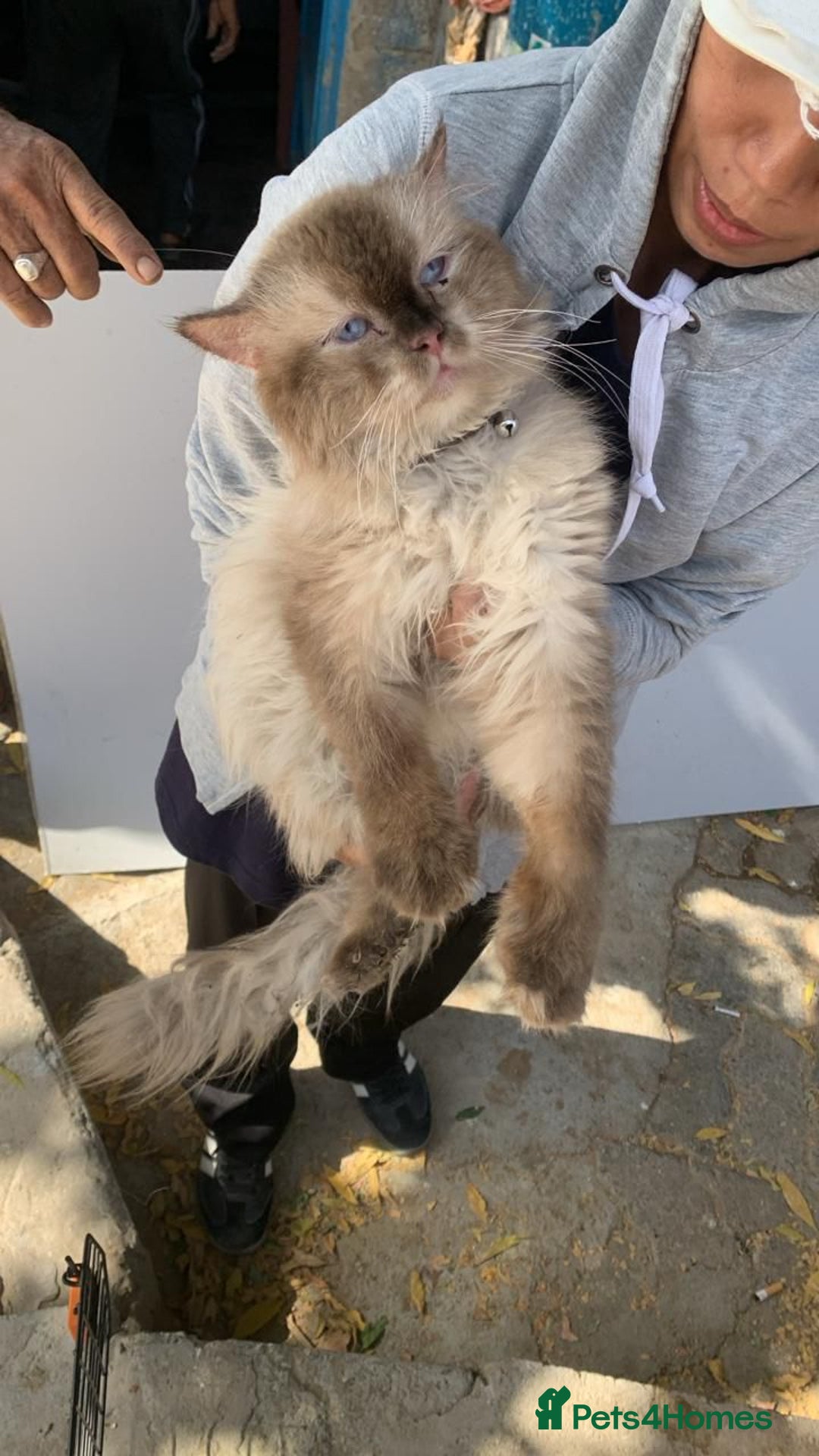 Mixed Breed cats for adoption: RAG- RAGDOLL BOY NEUTERED  - Image 3