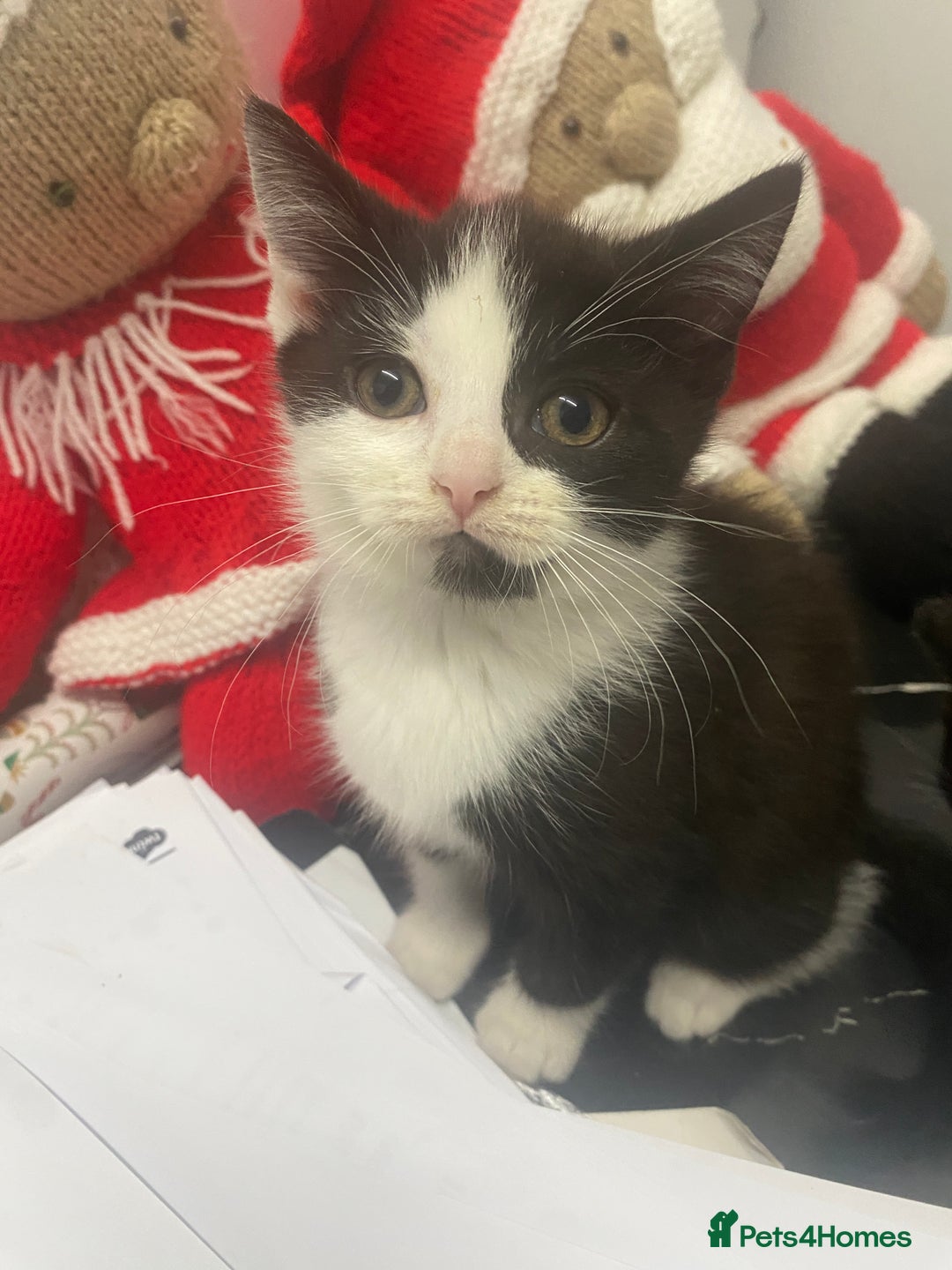 Mixed Breed cats for sale: 1/2 British shorthair/mixed kittens - Advert 13