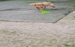 Labrador Retriever dogs for sale: Labrador Fox Red - Image 28