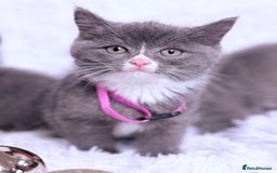 Mixed Breed cats for sale: Ragdoll X  British shorthair  - Image 18
