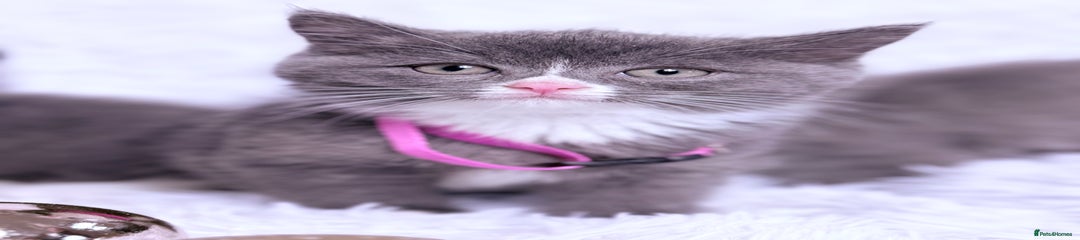 Mixed Breed Kitten 4