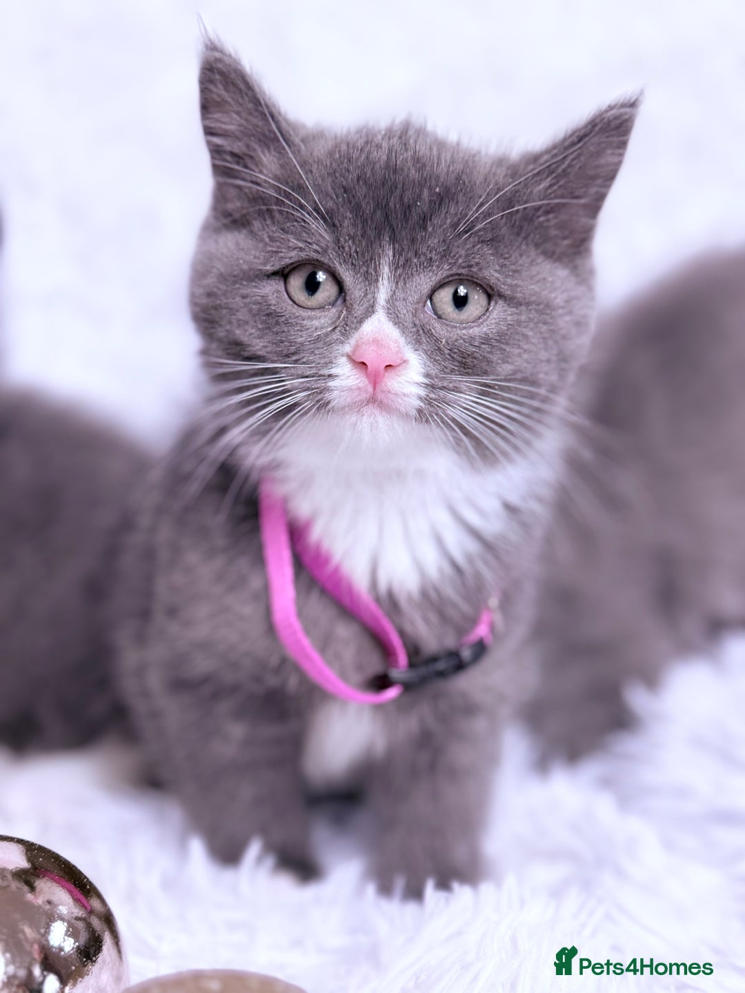 Mixed Breed cats for sale: Ragdoll X  British shorthair  - Image 18