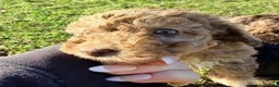 Miniature Poodle dogs for sale: Gorgeous Miniature Poodle Pups - Advert 14