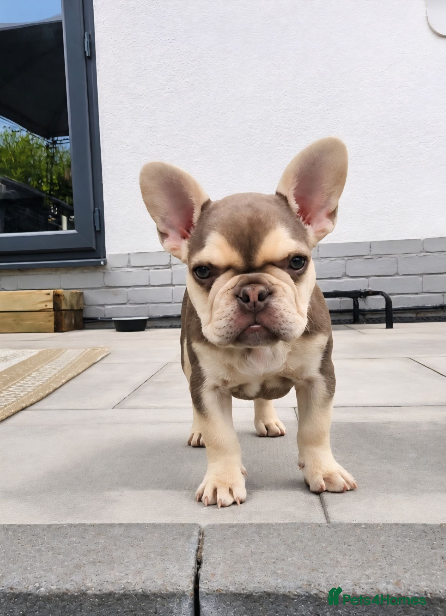 French Bulldog dogs Health Tested French Bulldog puppy REDUCED - Advert 1