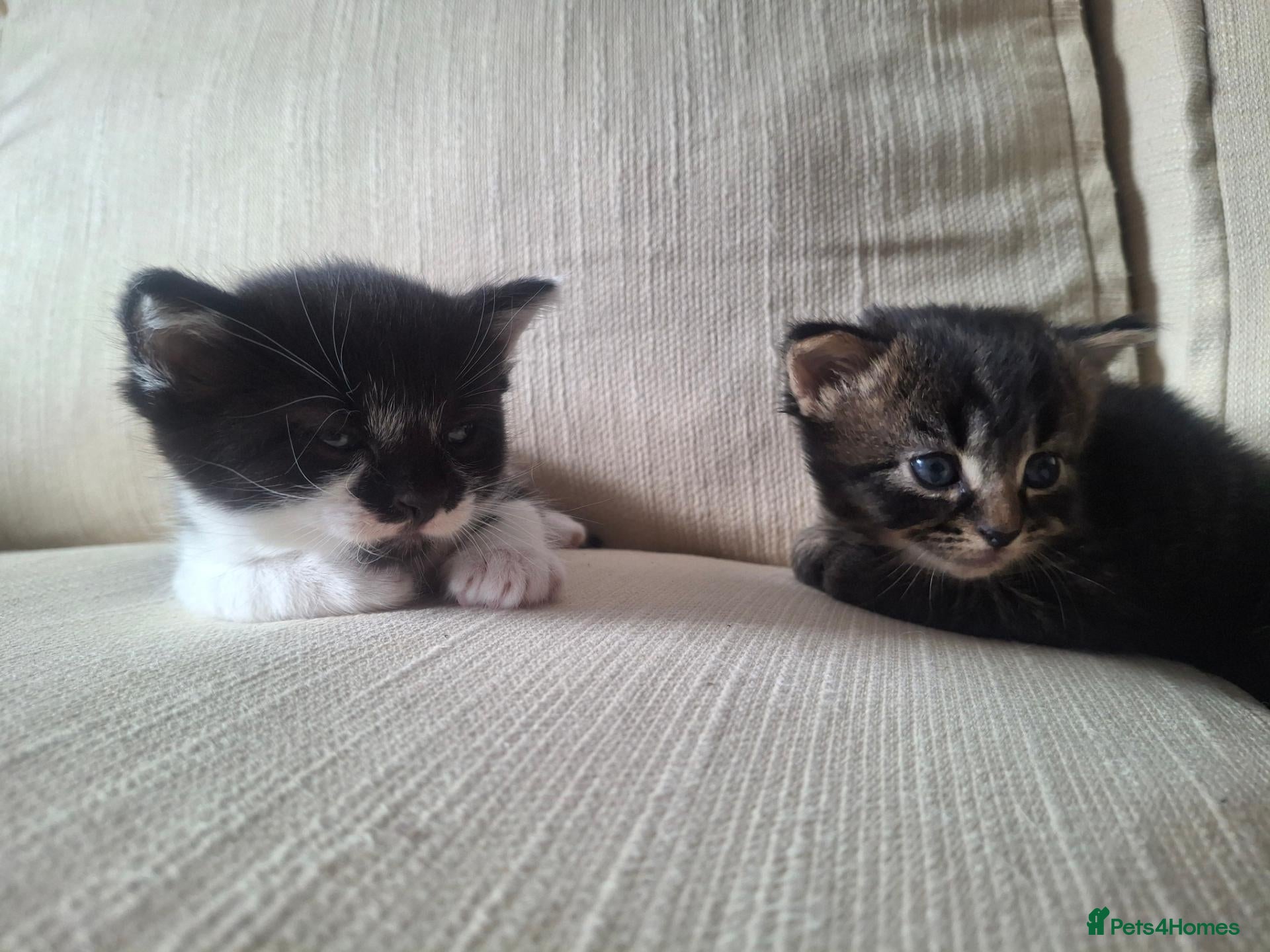 Mixed Breed cats Beautiful kittens  - Advert 9