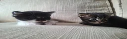 Mixed Breed cats for sale: Beautiful kittens  - Advert 1