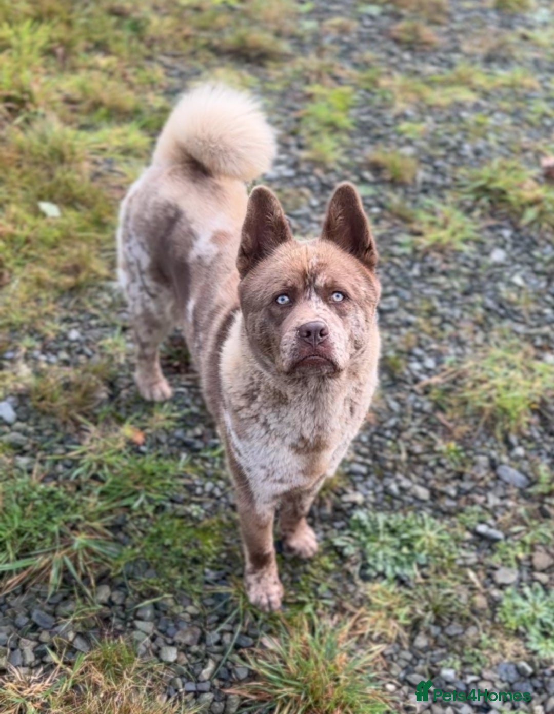 Mixed Breed dogs for sale: Simba rare chocolate Merle chowsky male for sale - Advert 5